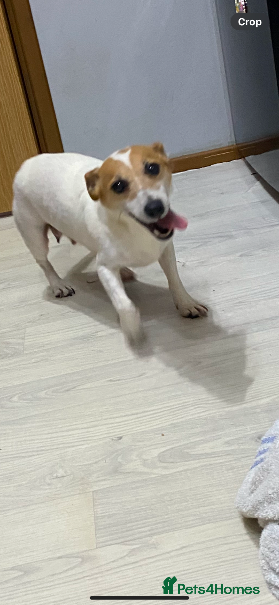 Jack Russell dogs for sale: Gorgeous bundle of Jack Russel puppies  - Image 2