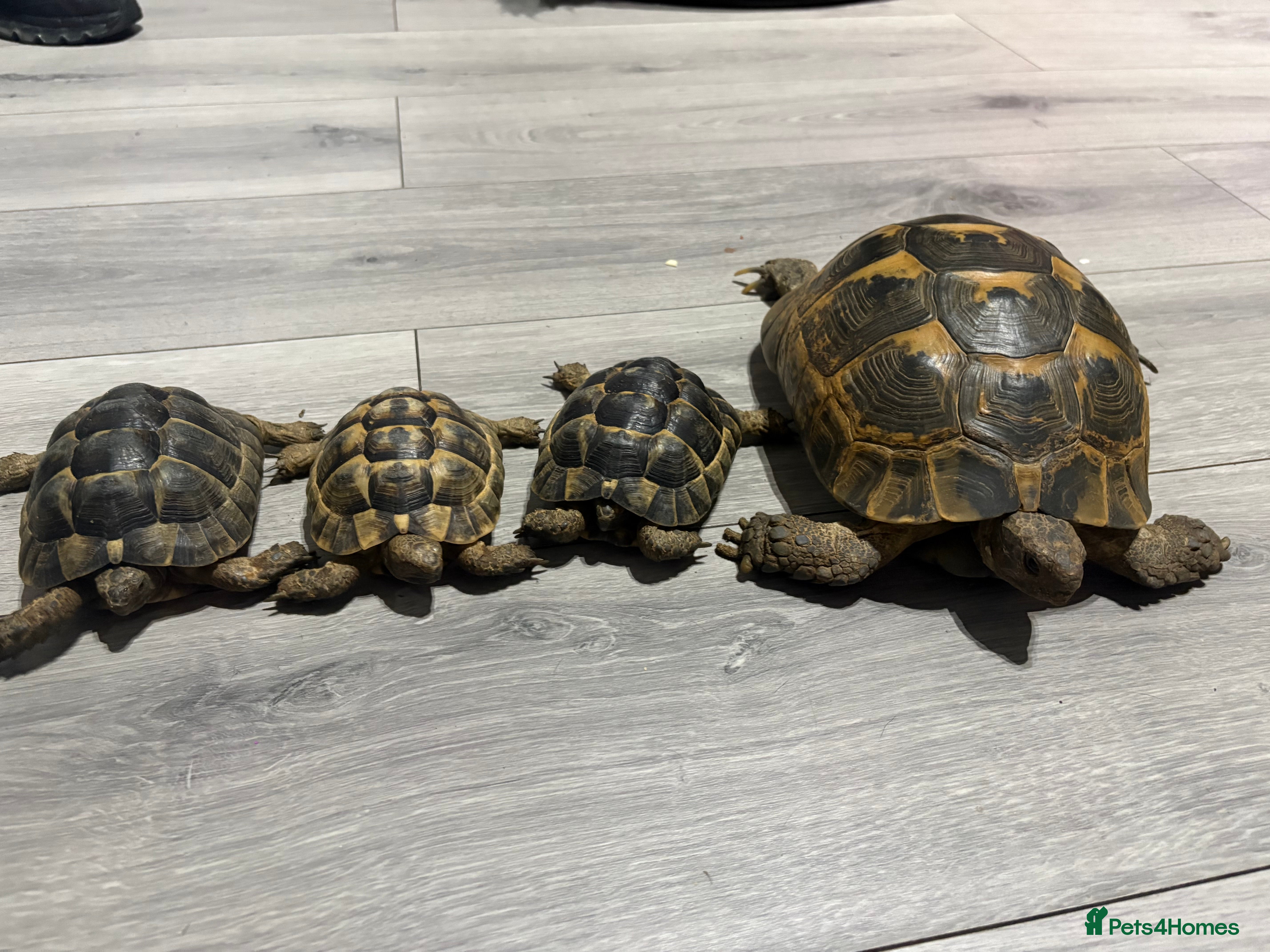 Tortoise reptiles greek spur-thighed tortoises - Advert 1