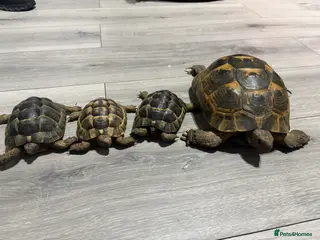 Tortoise reptiles greek spur-thighed tortoises - Advert 1