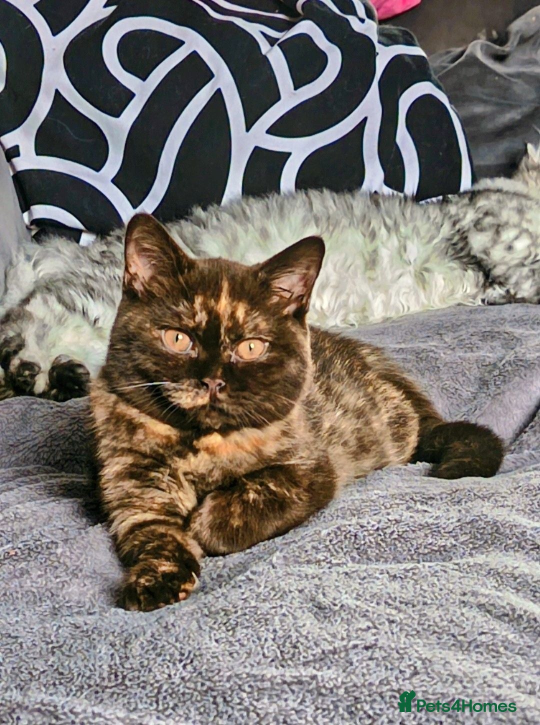 British Shorthair cats Chocolate Torti GCCF Active Female - Advert 14