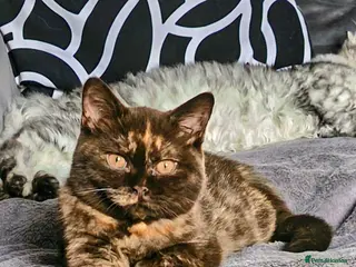 British Shorthair cats Chocolate Torti GCCF Active Female - Advert 1