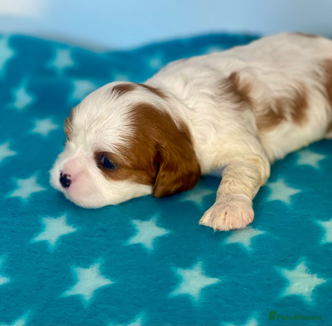 Cavalier King Charles Spaniel dogs for sale: Cavalier Pups – 0.10% COI, Health Tested, KC Reg - Image 15