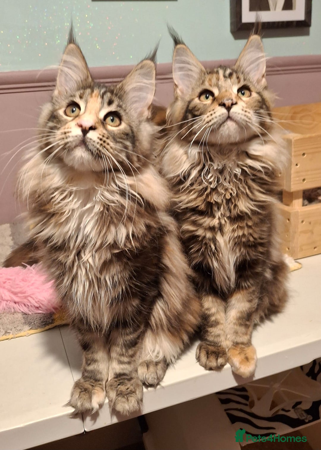 Maine Coon cats for sale: Beautiful torbie Maine Coon girls - Advert 22