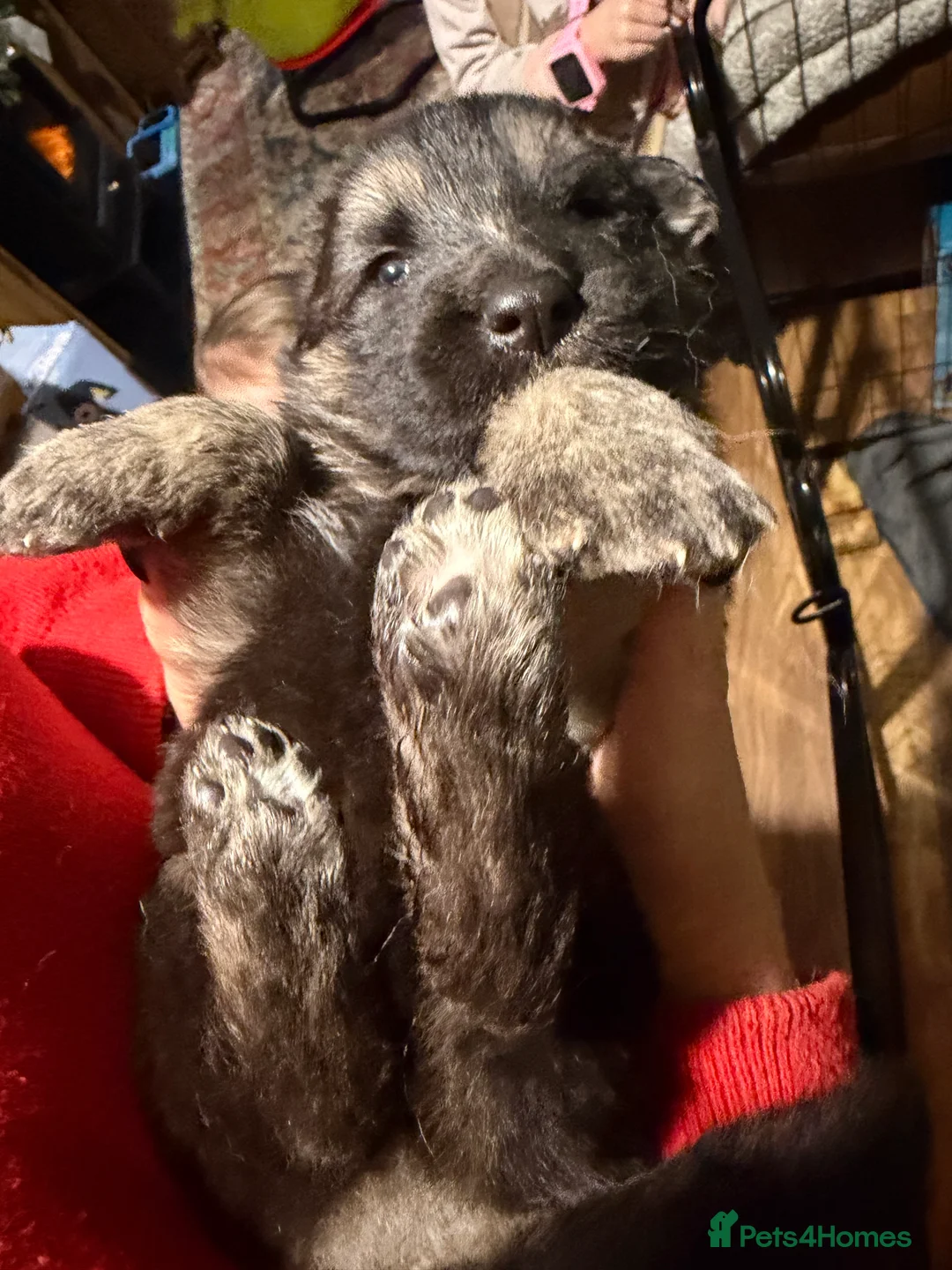 German Shepherd dogs for sale: Long haired health tested German shepherd pups  - Advert 4