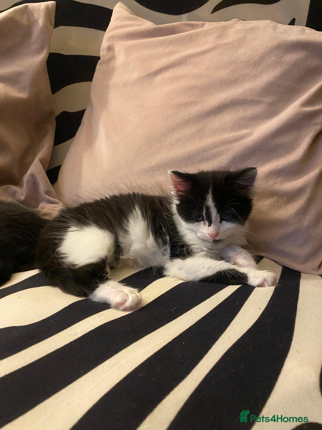 Mixed Breed cats for sale: Fluffy black and white girl - Image 7