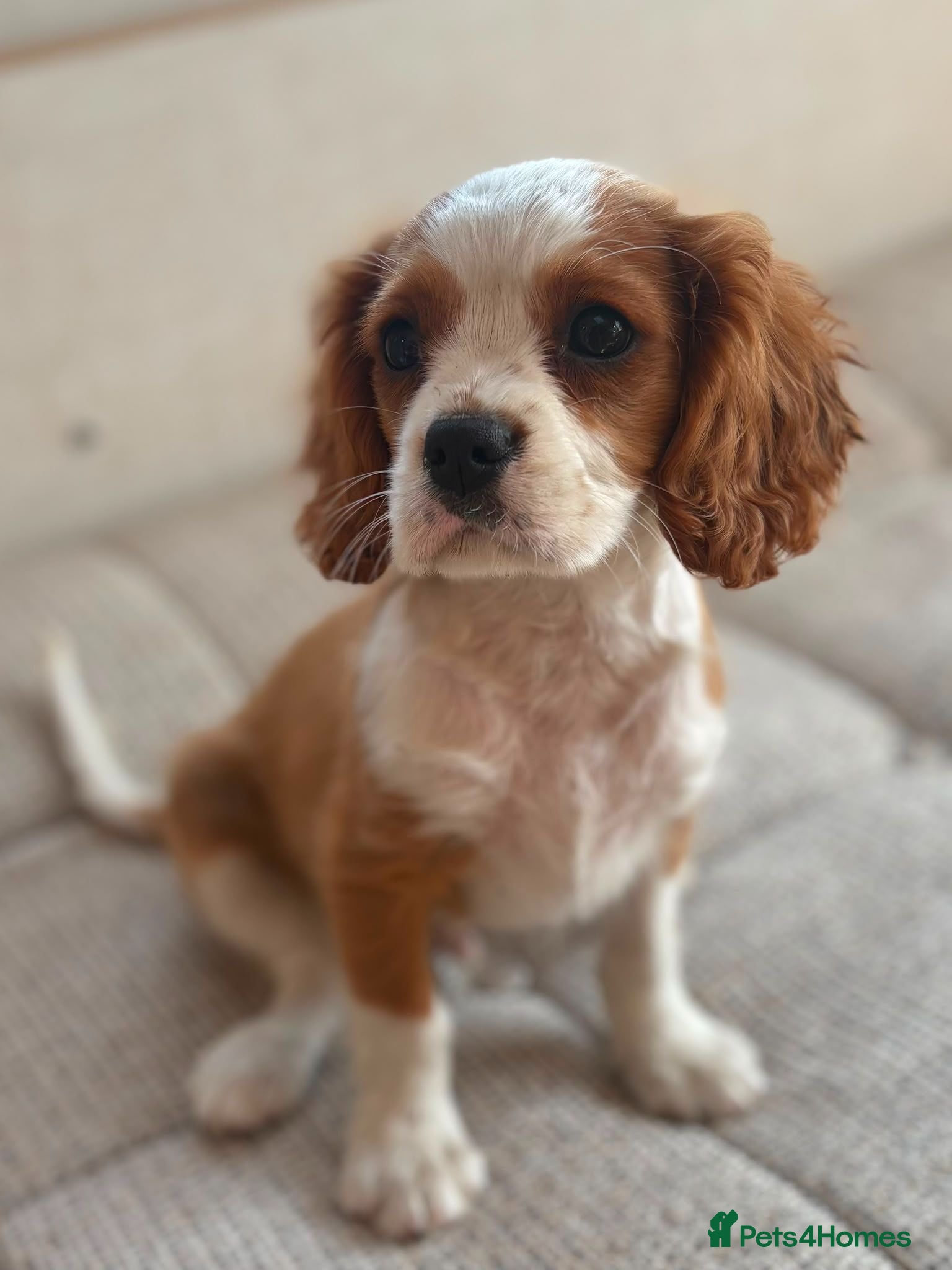 Cavalier King Charles Spaniel dogs Beautiful cavalier puppies last boy avalible - Advert 2