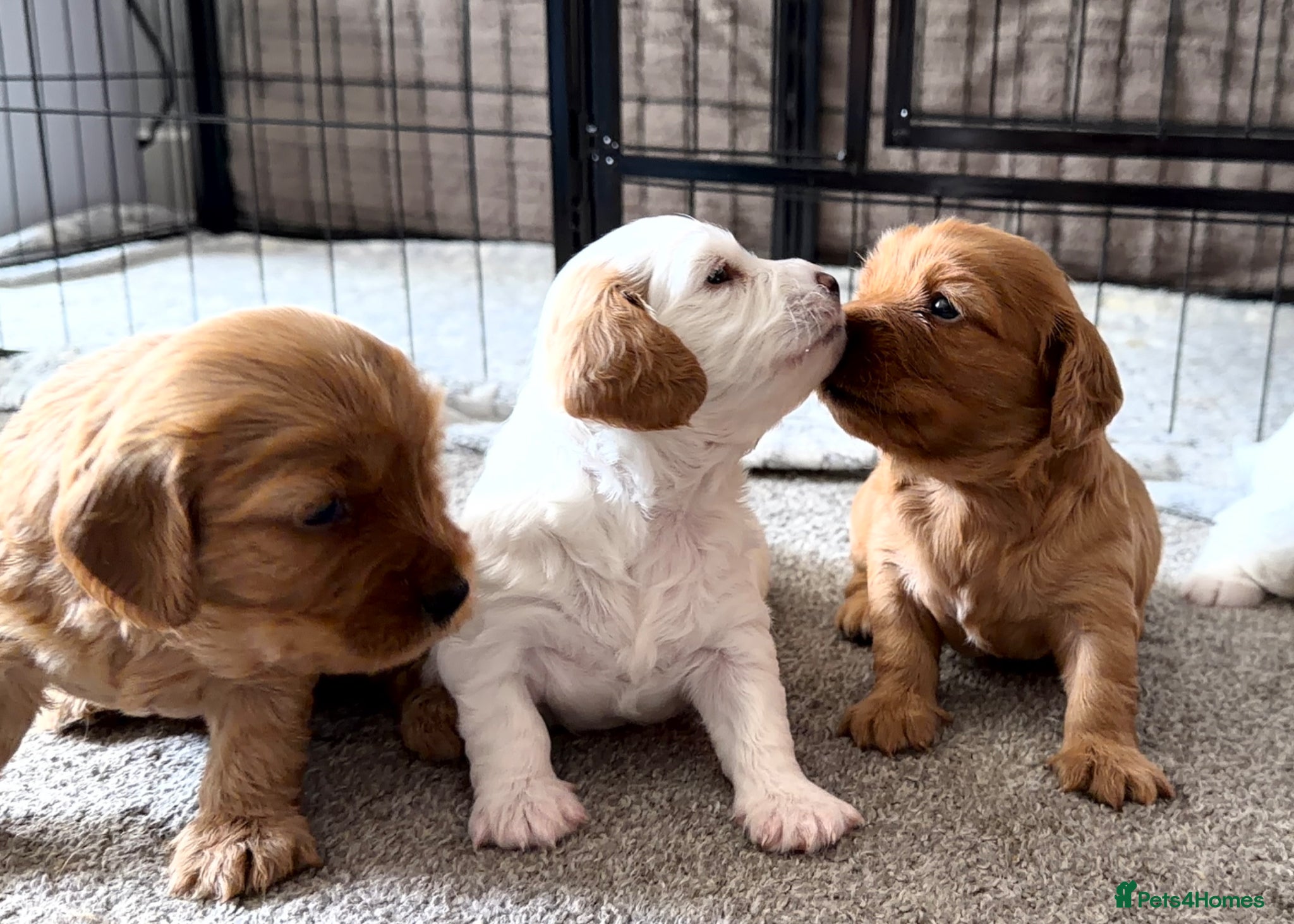 Mixed Breed dogs 3 Beautiful Cavapoochon Girls - Advert 2