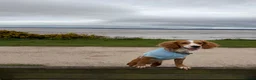 Cocker Spaniel dogs for sale: Lucky 8 month old cocker spaniel  in Wallasey - Advert 6