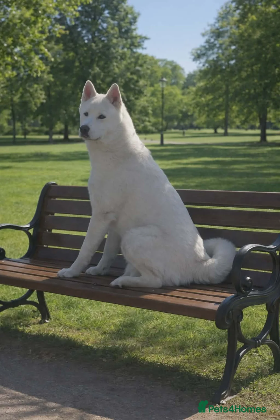 Huskita dogs for sale: HUSKITA MALE FOR SALE - Advert 4