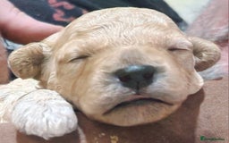Poochon dogs for sale: Beautiful Poochon Puppies - Image 12