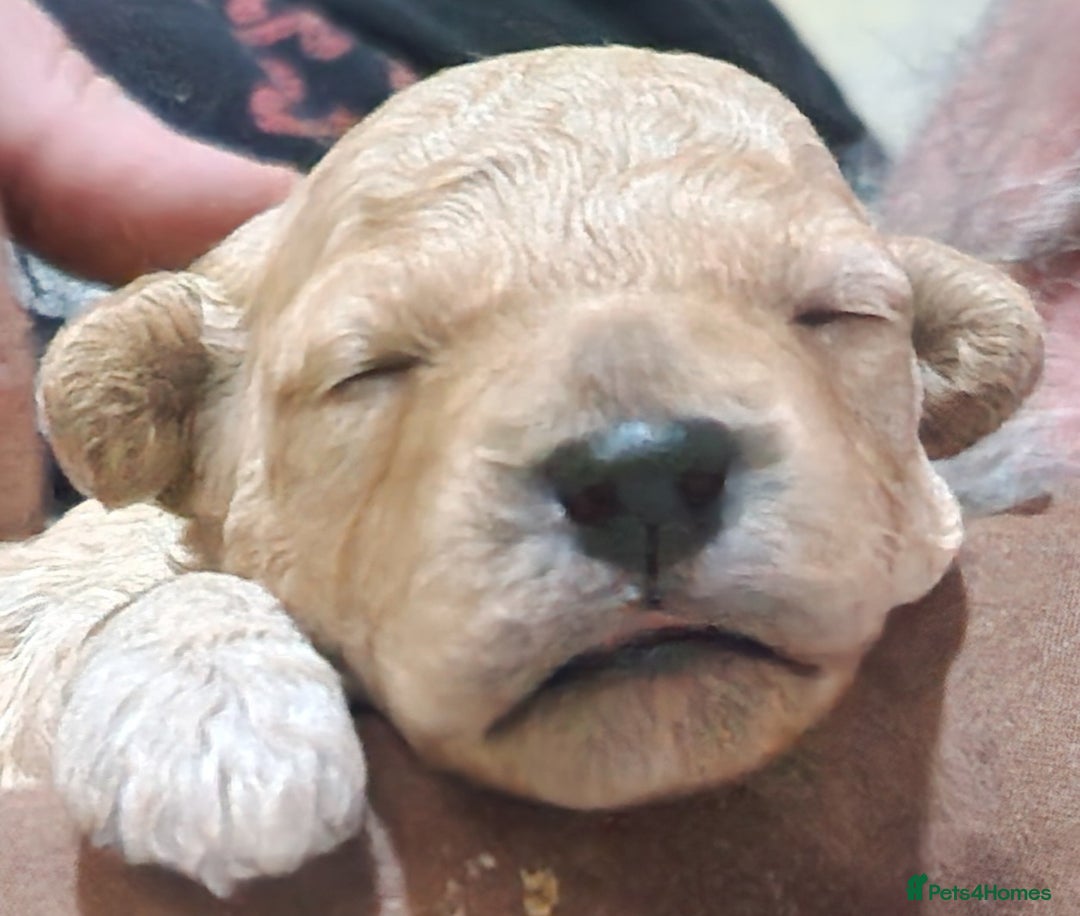 Poochon dogs for sale: Beautiful Poochon Puppies - Image 12