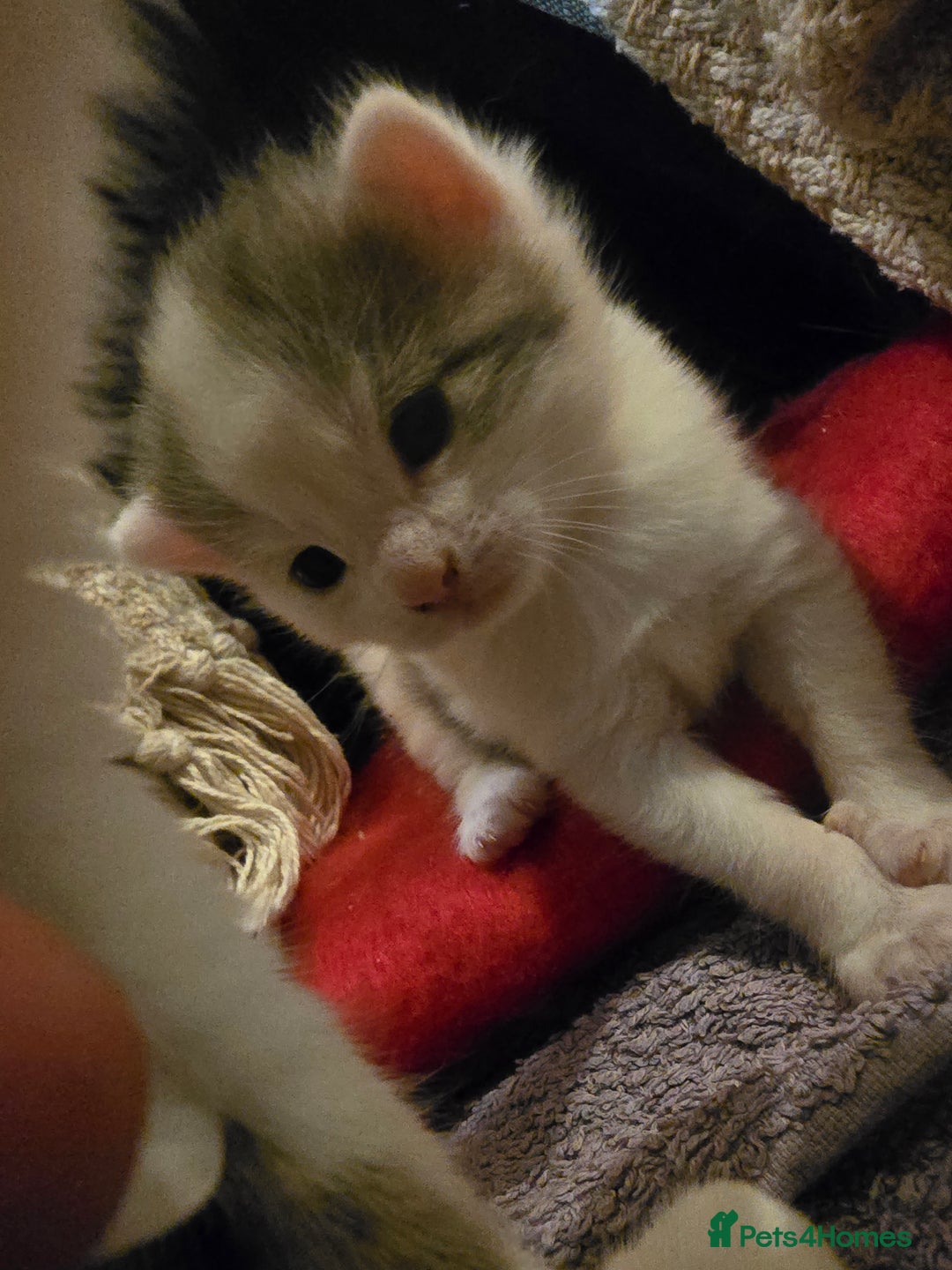 Mixed Breed cats for sale: 3 beautiful kittens, and her mum ❤️  - Advert 5