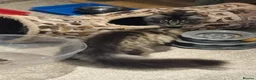 Maine Coon cats for sale: Pedigree Mainecoon kittens Ready now - Advert 8