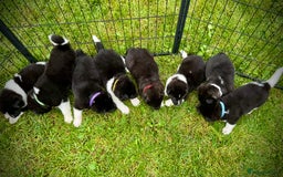 Akita dogs for sale: Quality KC Registered American Akita Puppies - Image 6