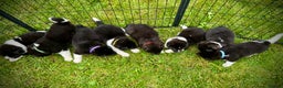 Akita dogs for sale: Quality KC Registered American Akita Puppies - Advert 8