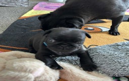 Pug dogs for sale: KCreg pug puppies for sale. - Image 21