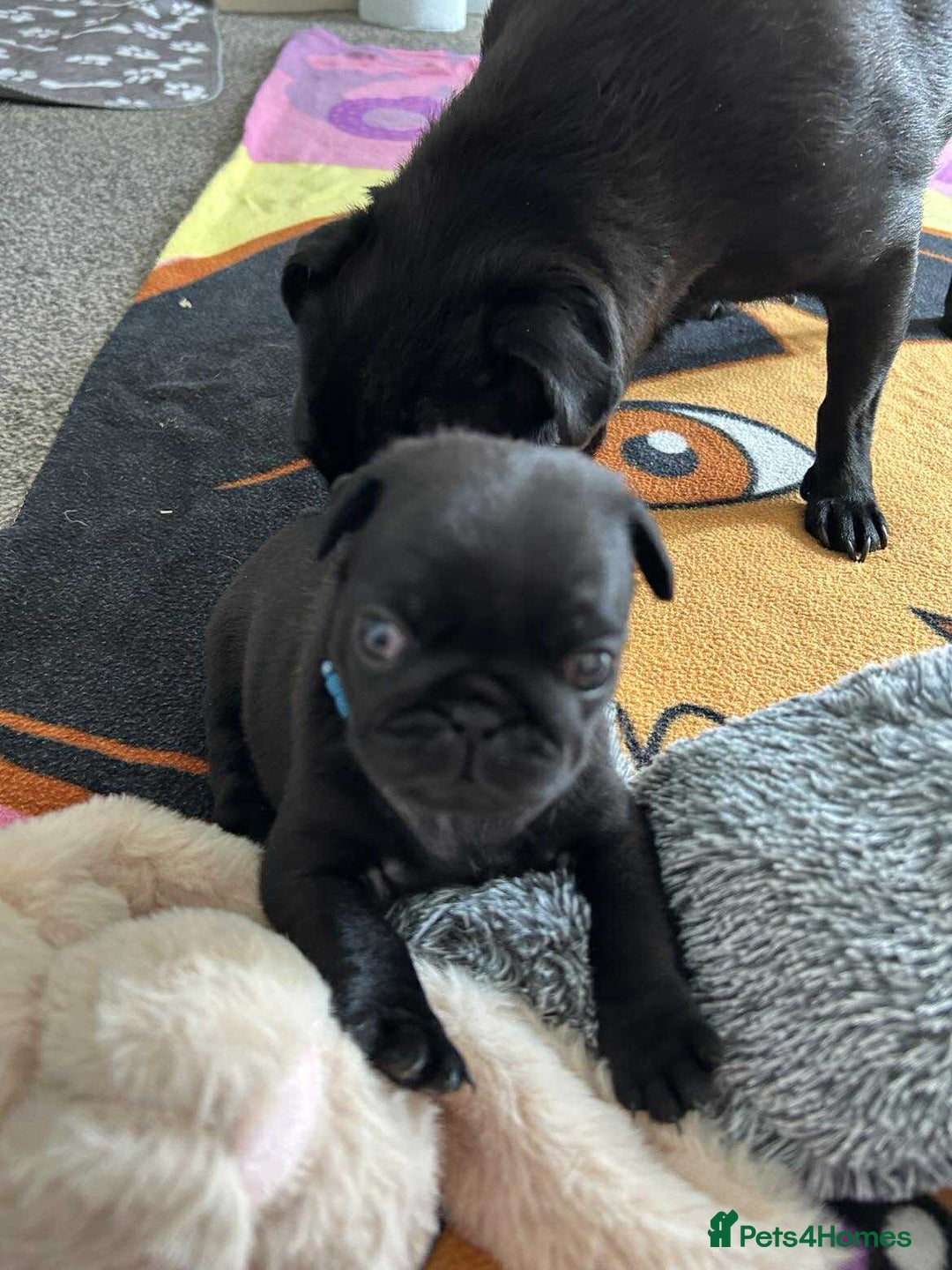 Pug dogs for sale: KCreg pug puppies for sale. - Image 21
