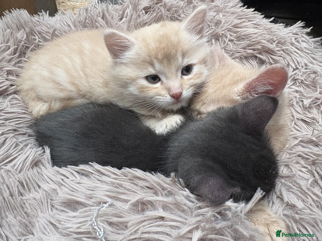 Bengal cats for sale: Bengal Mixed Litter - 2 Ginger & 1 Blue/Grey - Image 15