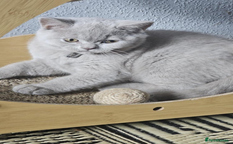 British Shorthair cats - Advert 5