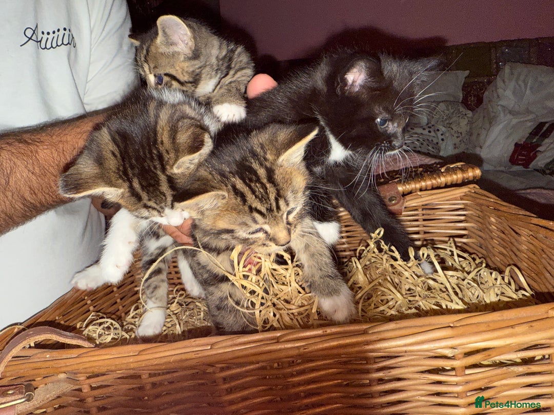 Brazilian Shorthair cats for sale: Gorgeous friendly kittens  - Image 6