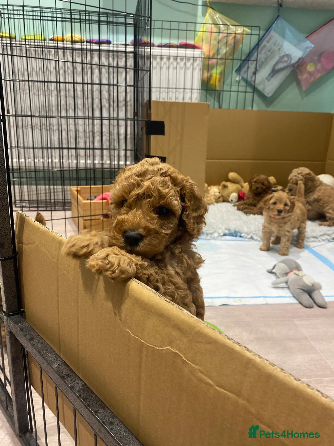 Mixed Breed dogs for sale: Miniature Double Doodles - Advert 5