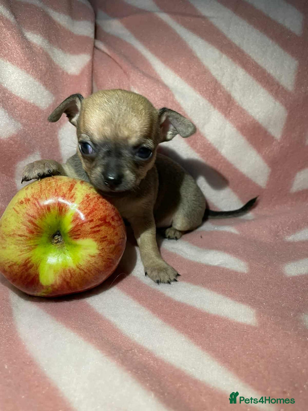 Chihuahua dogs for sale: 2 chihuahua girl puppies  - Advert 6