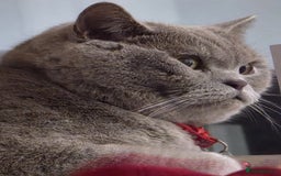 British Shorthair cats for sale: 2 male British Shorthair for Sale - Image 2