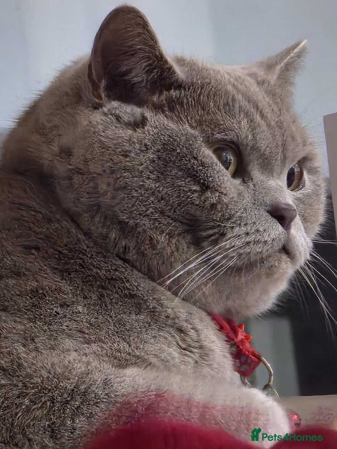 British Shorthair cats for sale: 2 male British Shorthair for Sale - Image 2