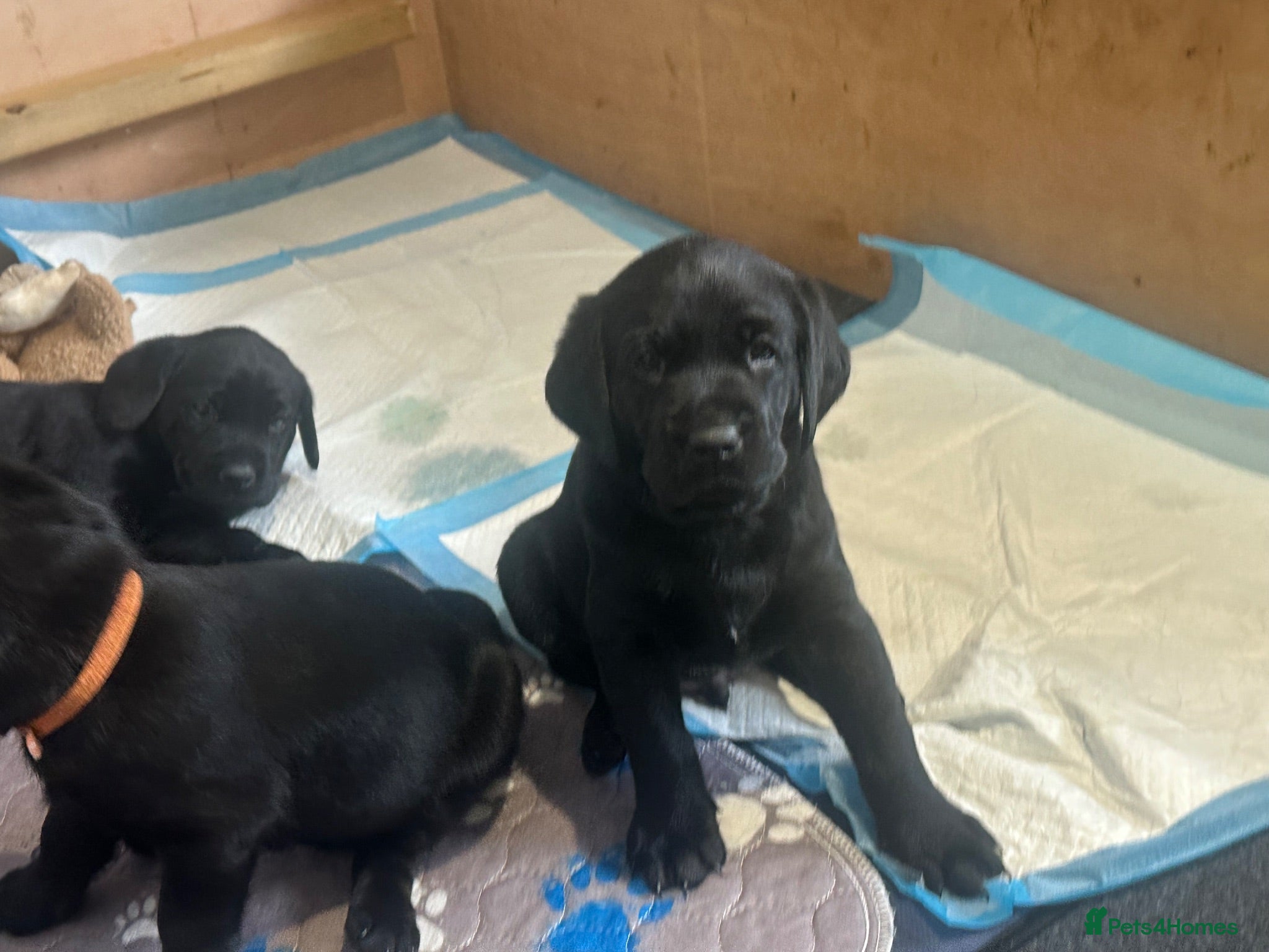 Labrador Retriever dogs Chunky Working Labrador Puppies  - Advert 2