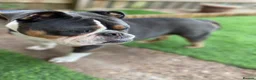 Olde English Bulldogge dogs for sale: Puppies  - Advert 1