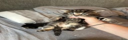 Mixed Breed cats for sale: 3 x female kittens  - Advert 3