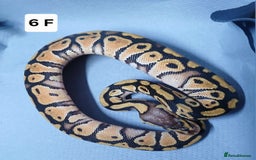 Python Snake reptiles for sale: Royal Python Morph Hatchling's Female - Image 12