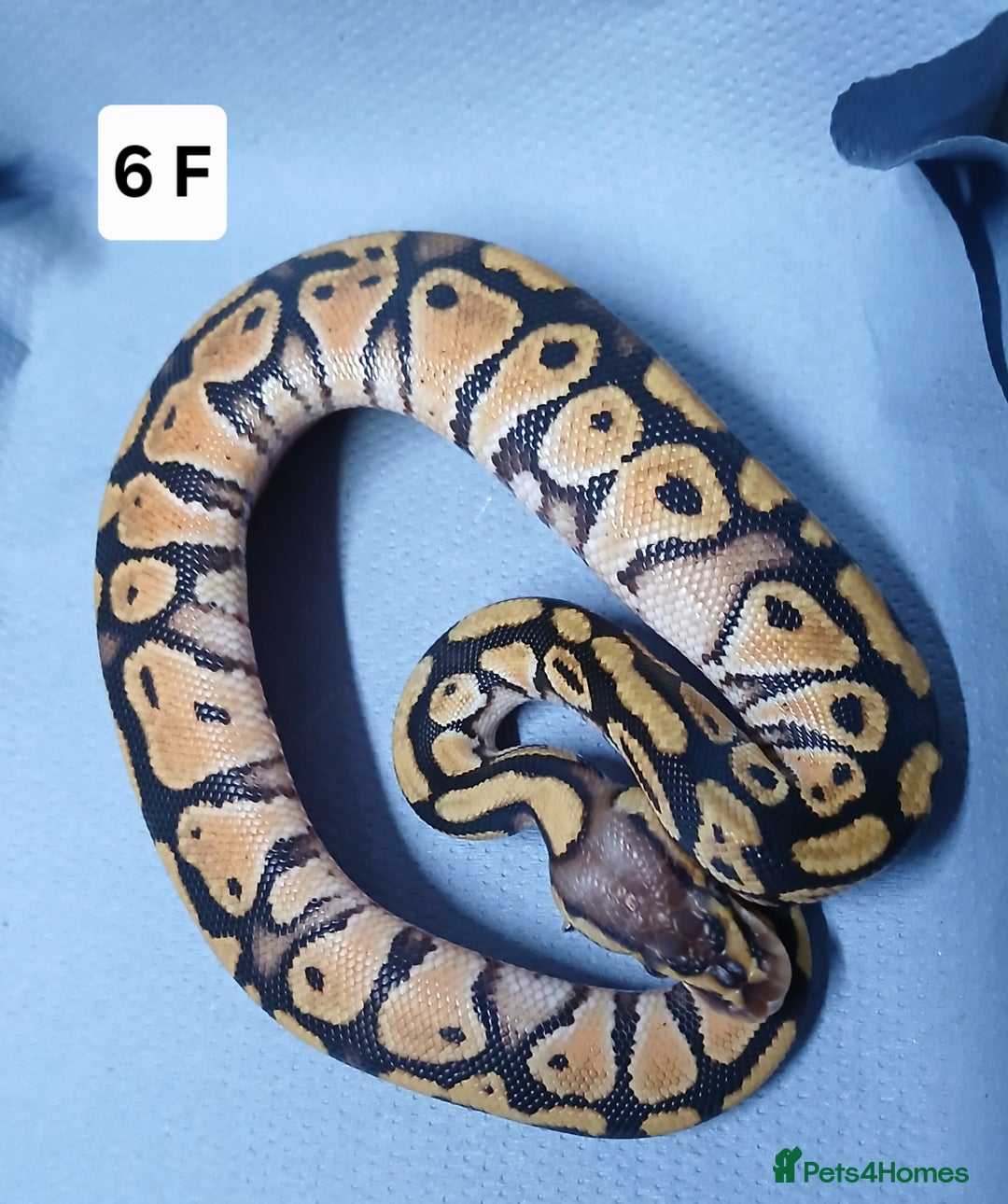 Python Snake reptiles for sale: Royal Python Morph Hatchling's Female - Image 12