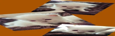 Ragdoll 3