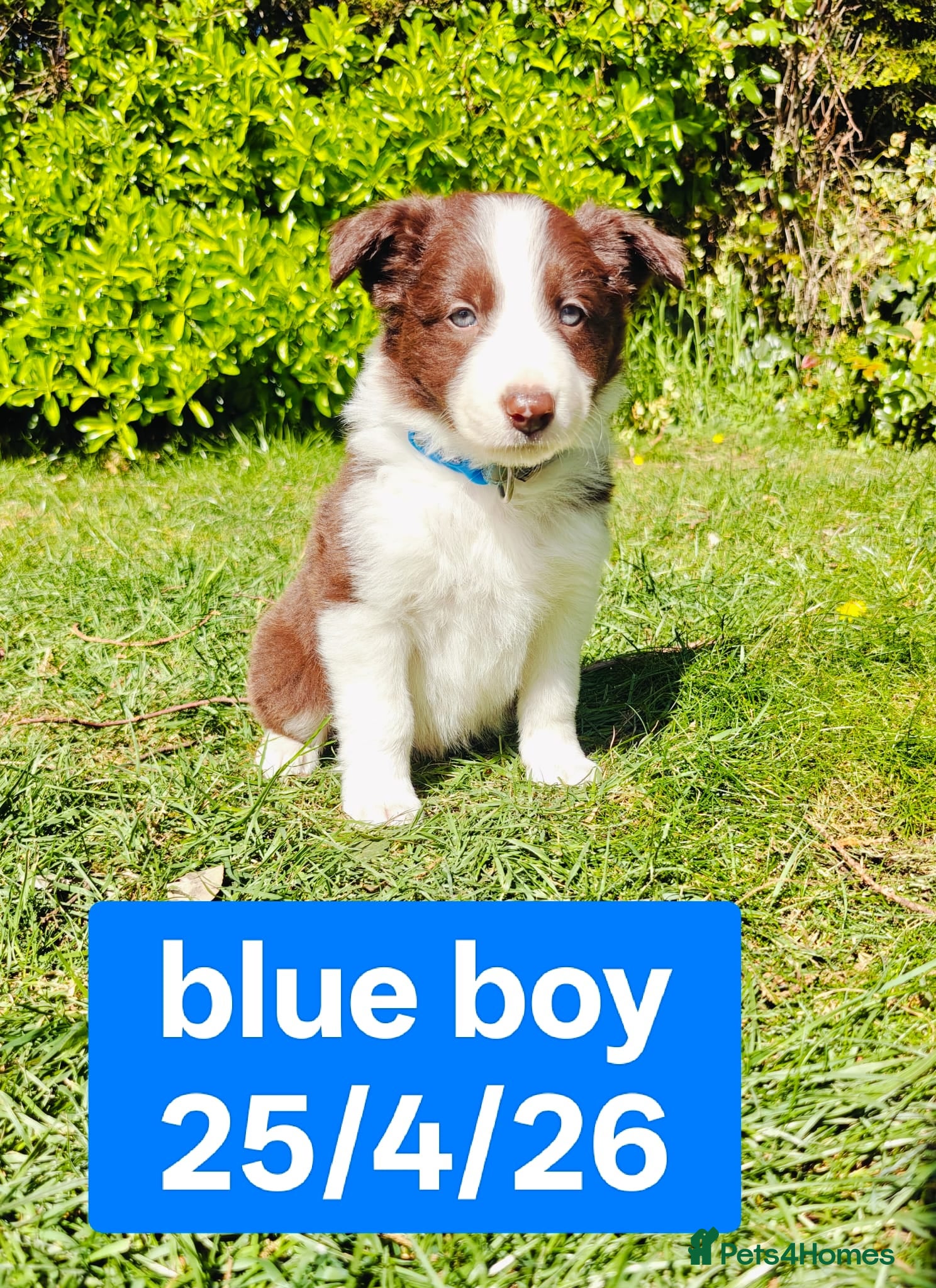 Border Collie dogs Stunning pure bred Red & White Border collie pups - Advert 1