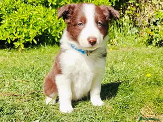 Border Collie dogs for sale: Stunning pure bred Red & White Border collie pups - Advert 1