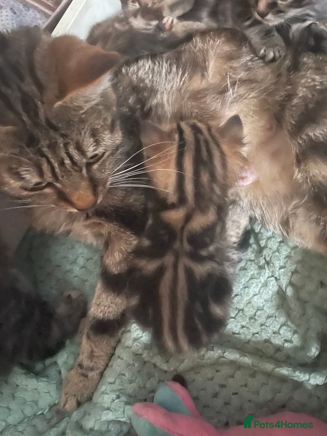 Mixed Breed cats for sale: 1 gorgeous female kittens left  - Image 9