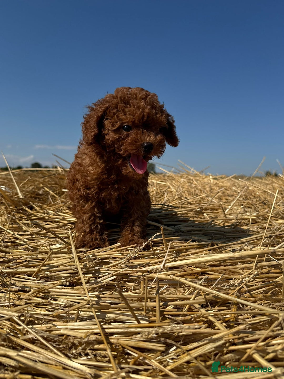 Toy Poodle dogs for sale: Toy Poodle Puppy – Red Apricot Girl - Image 14