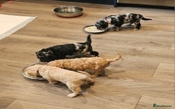 Cavapoo dogs for sale: 🐾 Gorgeous Health Tested F1 Cavapoo Puppies 🐶🐾 - Image 15
