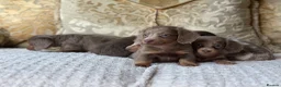 Miniature Dachshund dogs for sale: Kc REGISTERED PUPPY - Advert 9