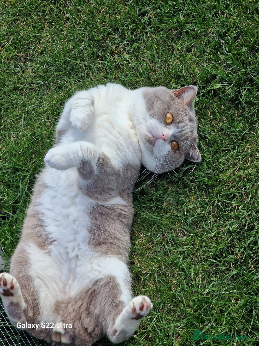 British Shorthair cats for stud: TICA registered BSH bicolor boy for Stud - Advert 3