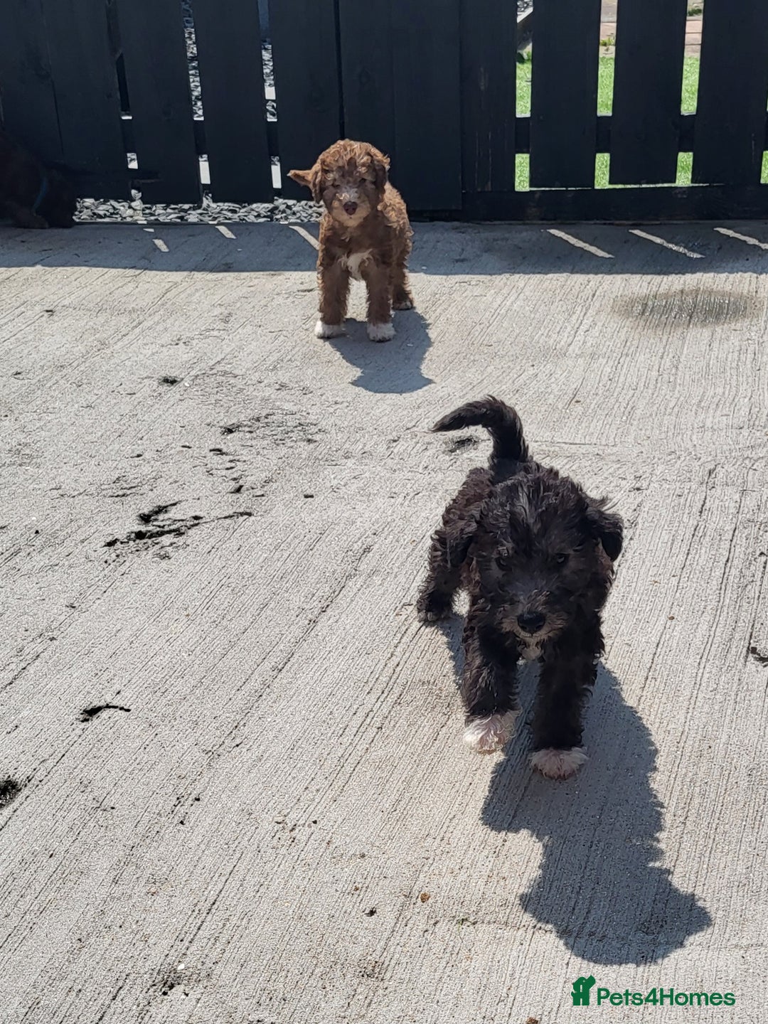 Bedlington Terrier dogs for stud: Bedlington terrier for stud  - Advert 10