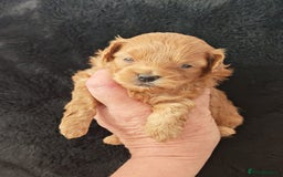 Mixed Breed dogs for sale: BEAUTIFUL SMALL MALTIPOO  BABY'S  - Image 9