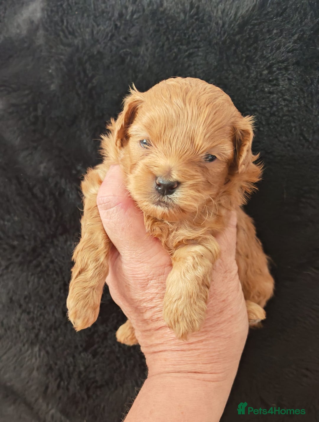 Mixed Breed dogs for sale: BEAUTIFUL SMALL MALTIPOO  BABY'S  - Image 9