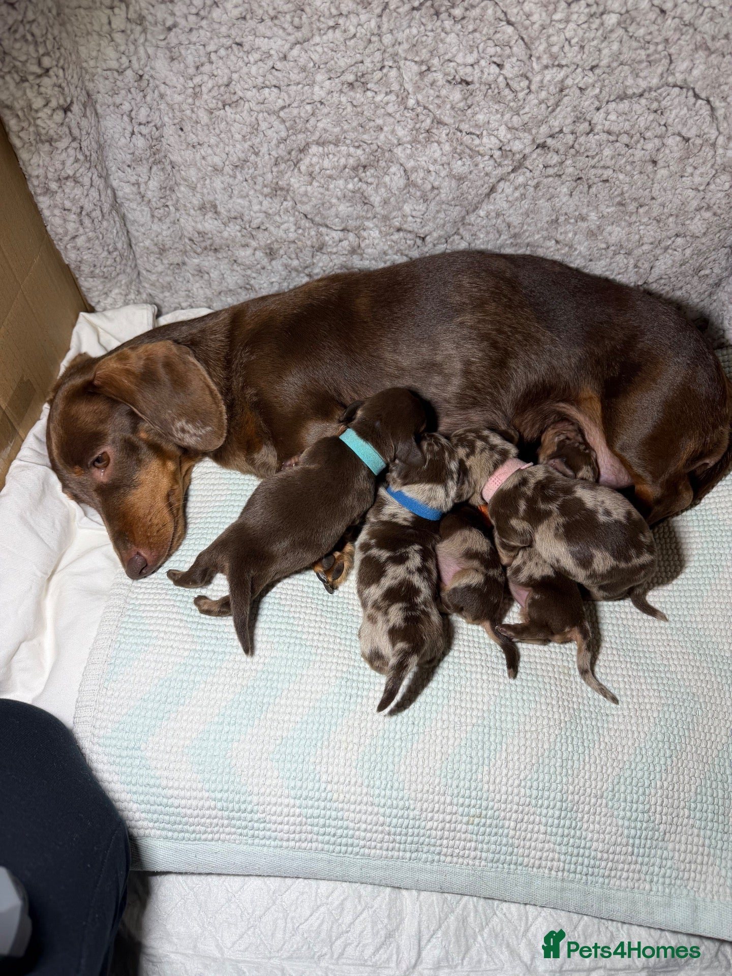 Miniature Dachshund dogs 5 mini dachshunds (2 males, 3 females)  - Advert 16