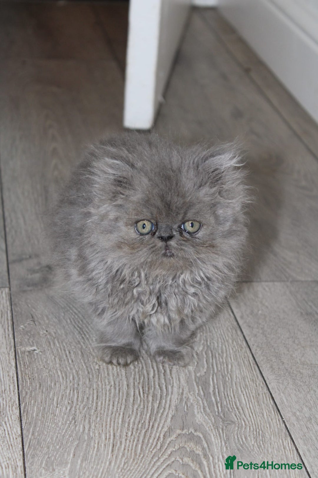 Persian cats for sale: Beautiful Female Kittens Ready for Loving Homes - Advert 10