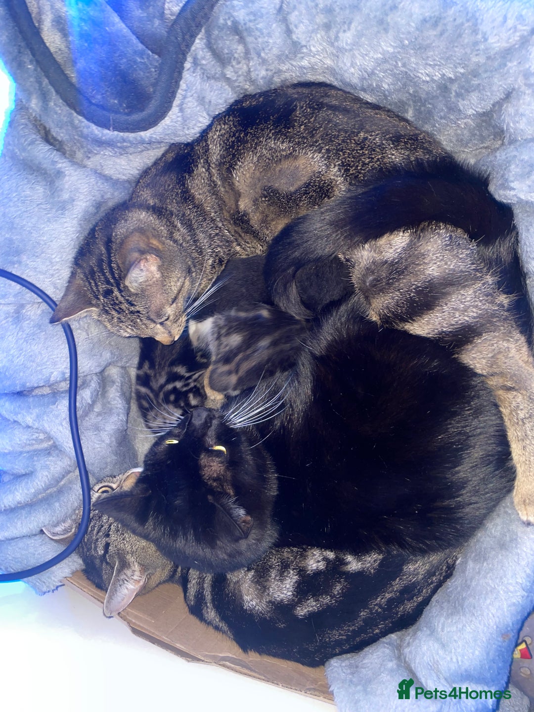 Domestic Shorthair cats for sale: 5-week-kittens - ready to leave at 8 weeks old  - Image 5
