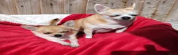 Chihuahua dogs for stud: Liitle Boy For Stud in Coventry - Advert 4