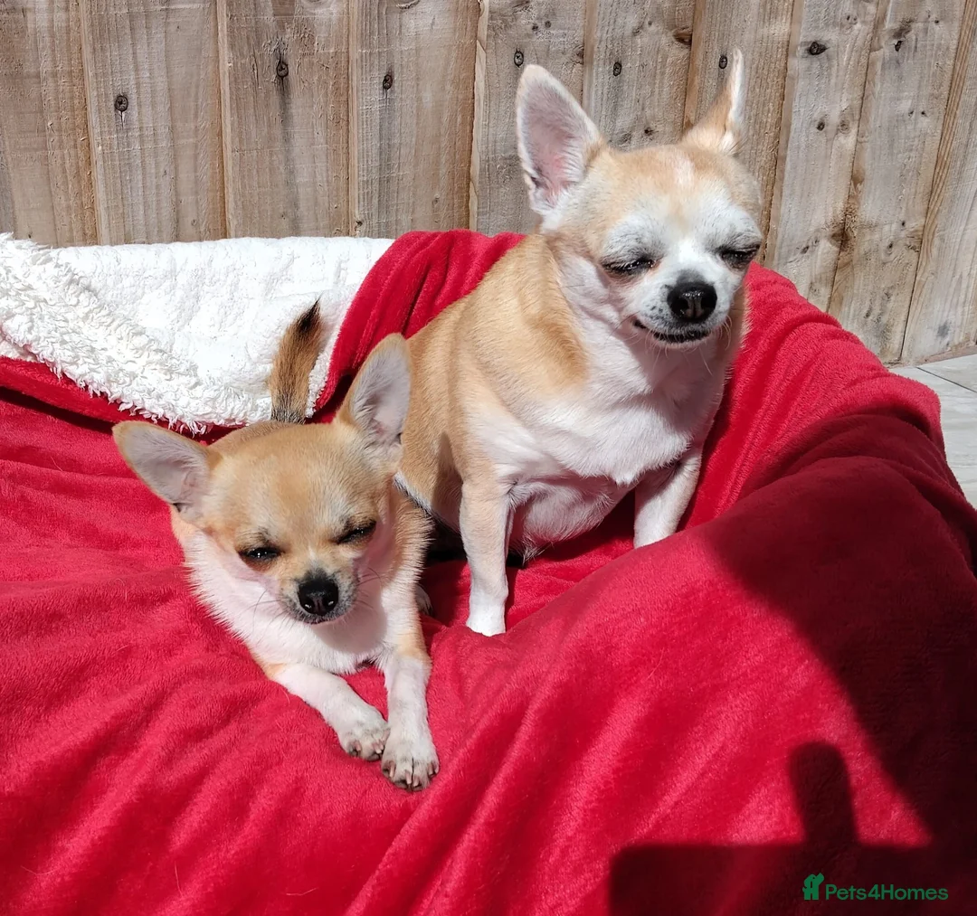 Chihuahua dogs for stud: Liitle Boy For Stud in Coventry - Advert 4