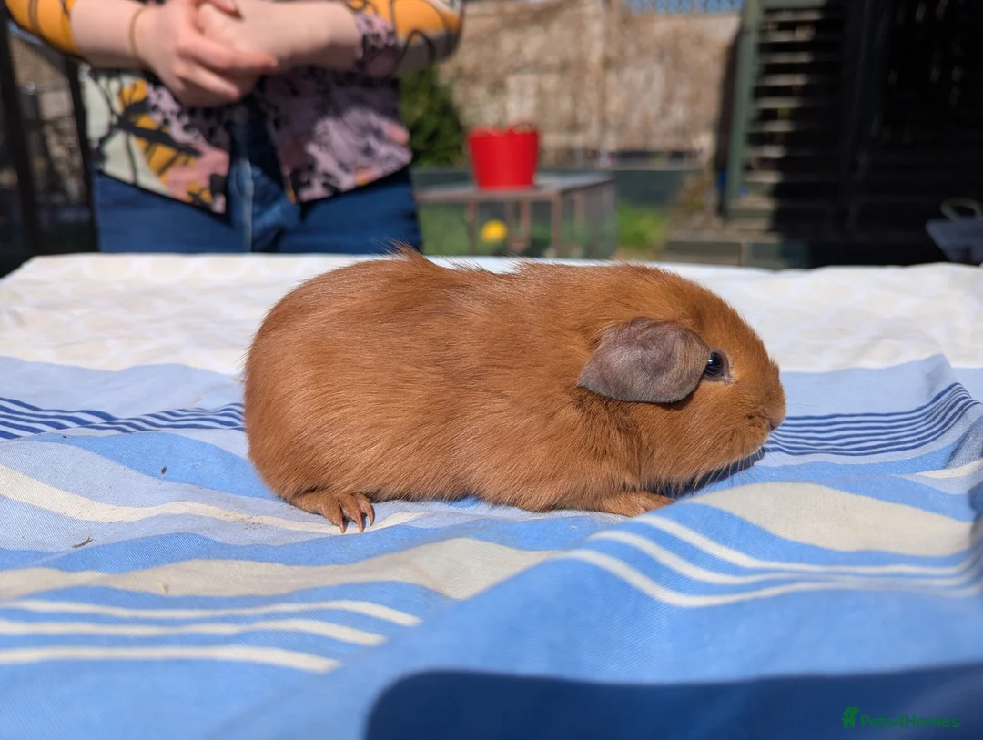 Guinea Pig rodents for sale: Baby guinea pigs for sale  - Advert 8